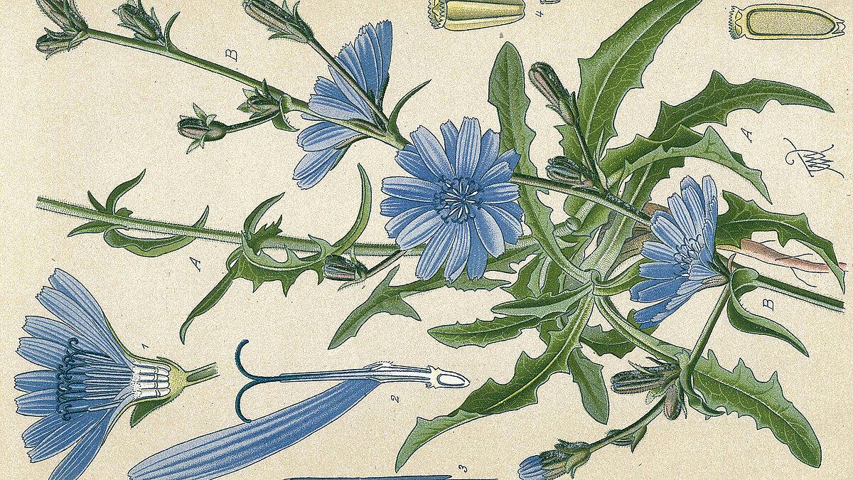 Zeichnung der Wegwarte, eine grüne krautige Pflanze mit blauen Blüten