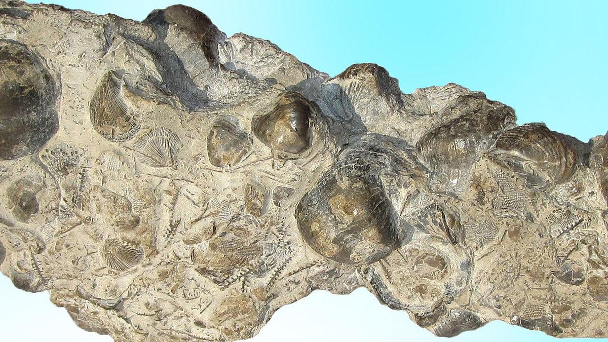 Kalkstein voll mit Fossilien wie Brachiopoden und Bryozoen aus Gera