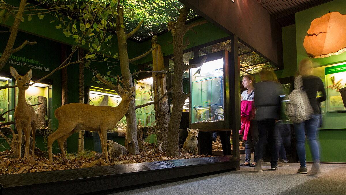 Blick in die Ausstellung mit Rehen, einem Fuchs und anderen Tieren des Waldes