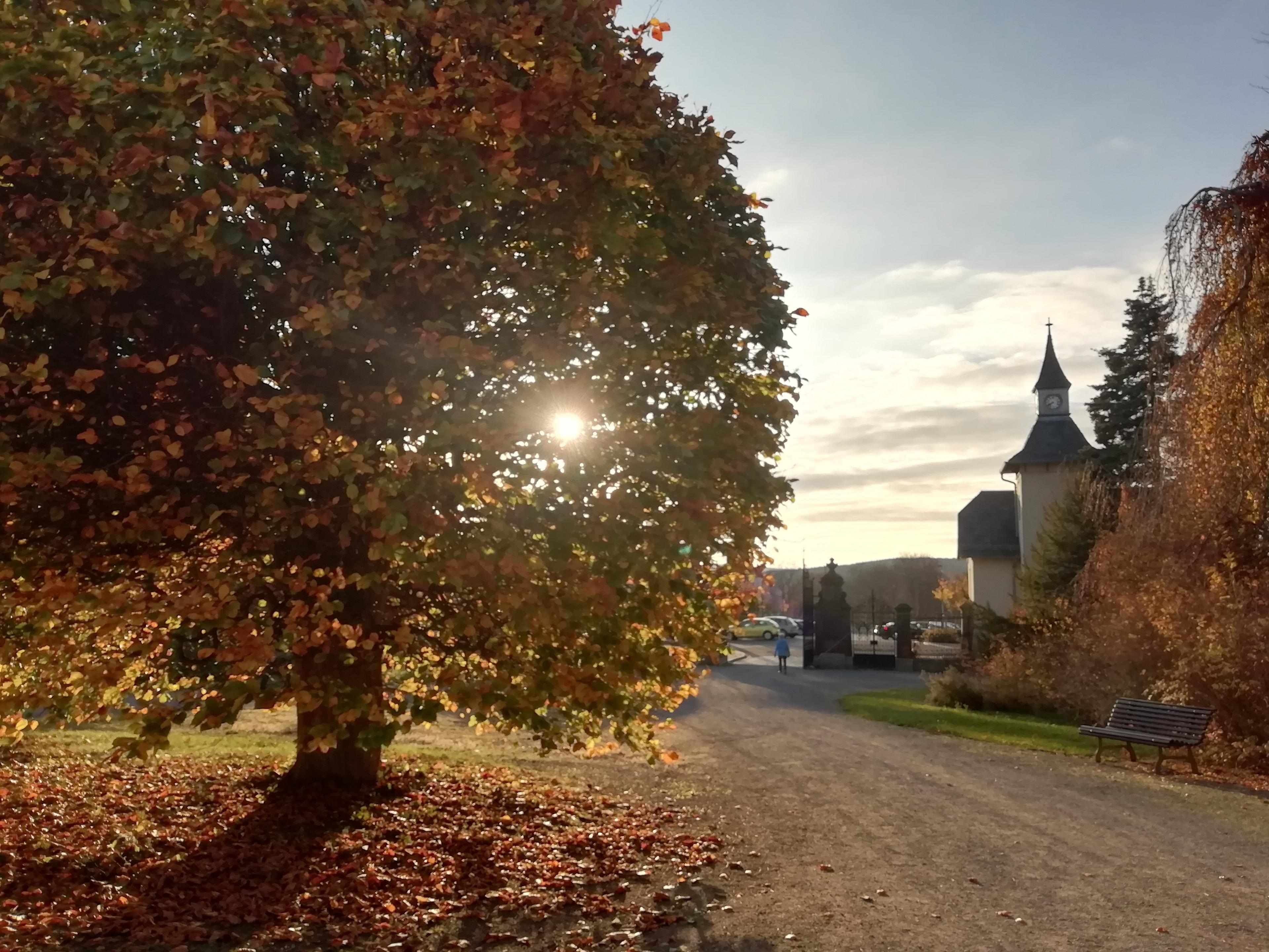 Hinter einem Baum mit Herbstlaub scheint die Sonne durch. Ein Friedhof