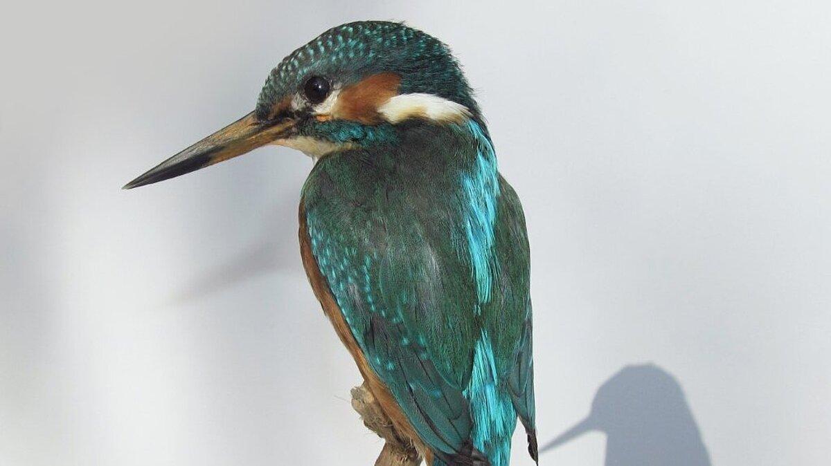 Ausgestopfter Eisvogel