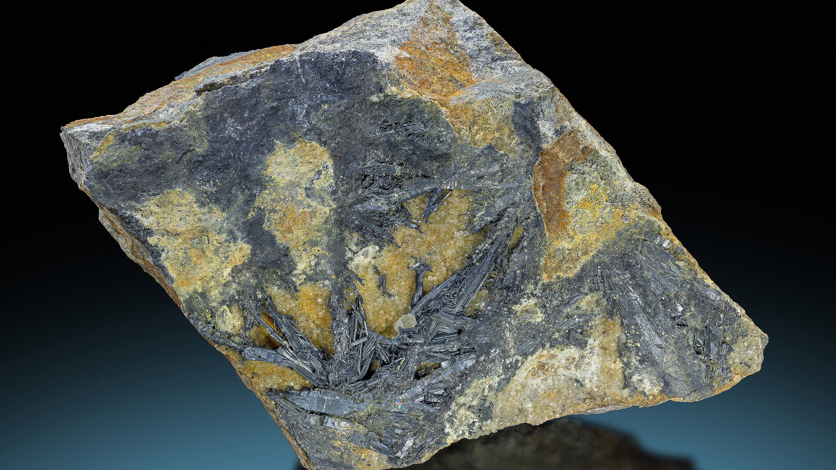 undefined. © Stadt Gera / Museum für Naturkunde (Fotograf: Robert Kennedy). © Stadt Gera / Museum für Naturkunde (Fotograf: Robert Kennedy)