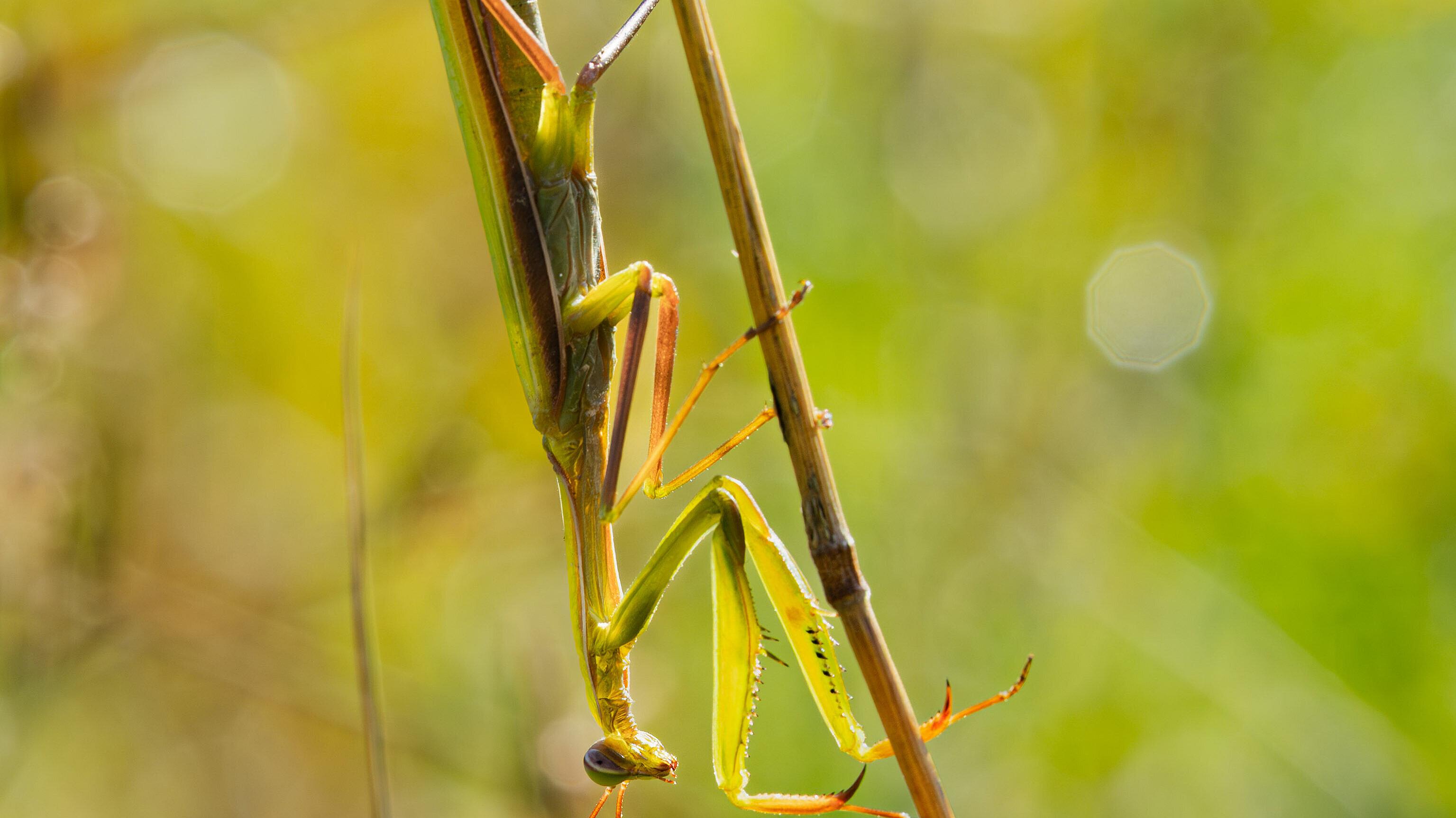 undefined. © Frank Schwarzentrub. © Frank Schwarzentrub
