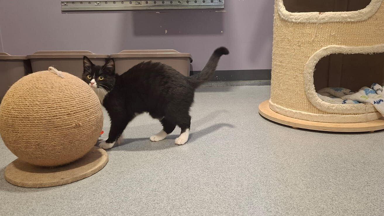 Katze. © Stadt Gera