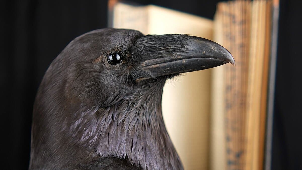 „Hans Huckenbein, der Unglücksrabe“. © Stadt Gera / Museum für Naturkunde (Fotograf: Dr. Andreas Gerth)