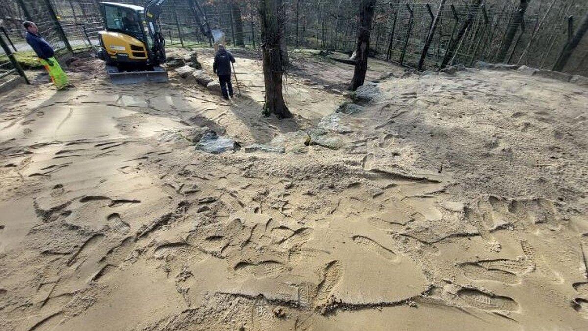 der Sandaustausch mit Bagger im Gehege der Löwen. © Stadt Gera