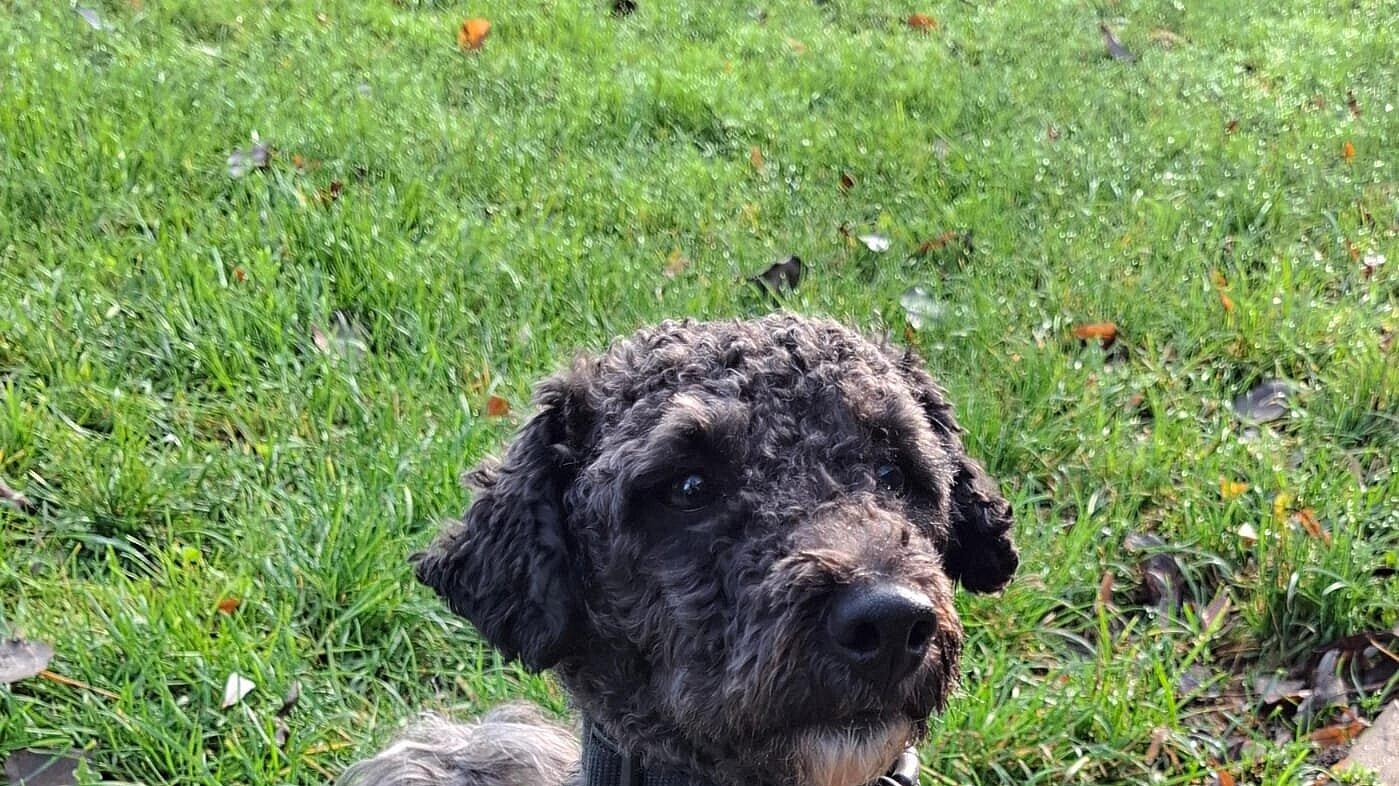 Einen Hund. © Stadt Gera