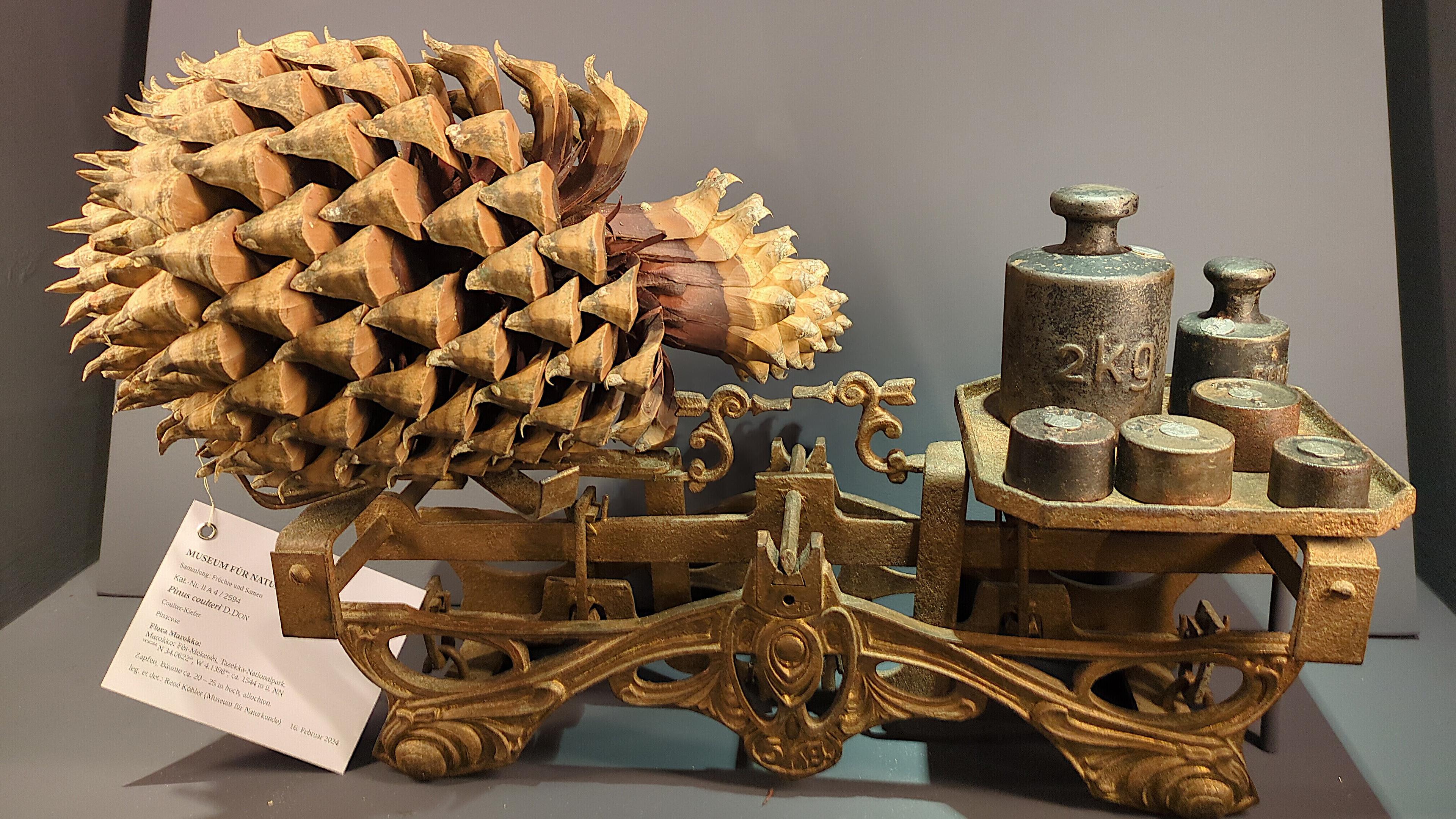 undefined. © Stadt Gera / Museum für Naturkunde (Fotograf: René Köhler). © Stadt Gera / Museum für Naturkunde (Fotograf: René Köhler)