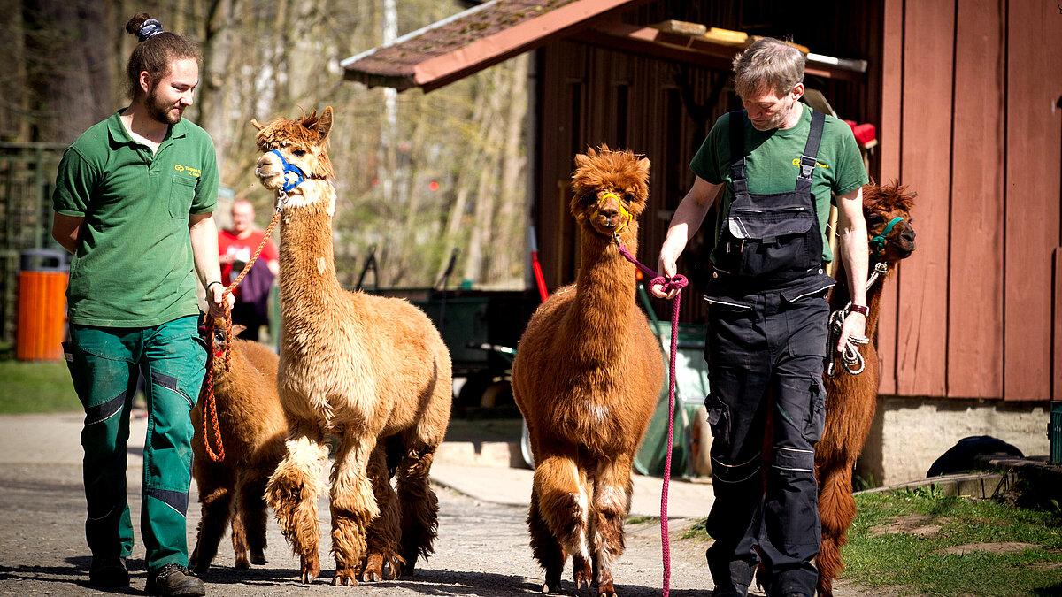 Zwei Tierpfleger führen Alpacas an einer Leine.. © Stadt Gera