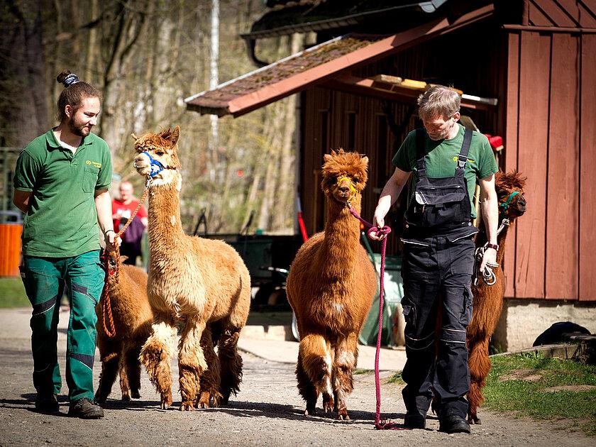 Zwei Tierpfleger führen Alpacas an einer Leine.. © Stadt Gera