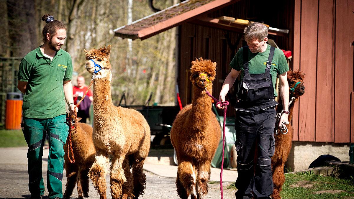 Zwei Tierpfleger führen Alpacas an einer Leine.. © Stadt Gera