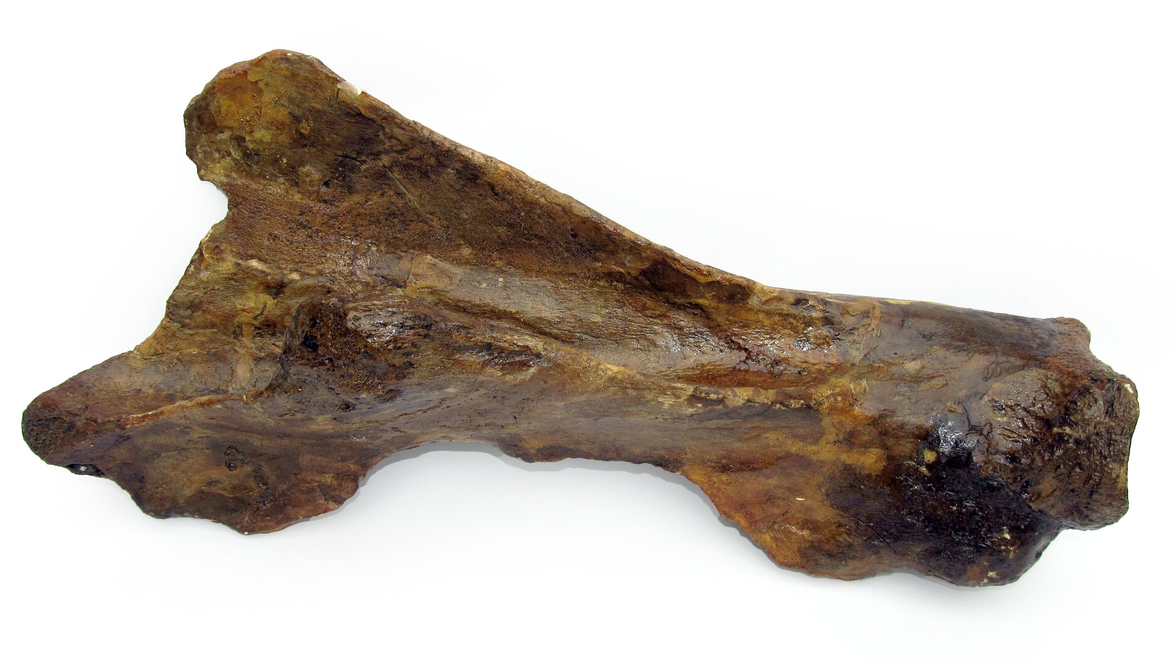 undefined. © Stadt Gera / Museum für Naturkunde (Fotograf: Frank Hrouda). © Stadt Gera / Museum für Naturkunde (Fotograf: Frank Hrouda)