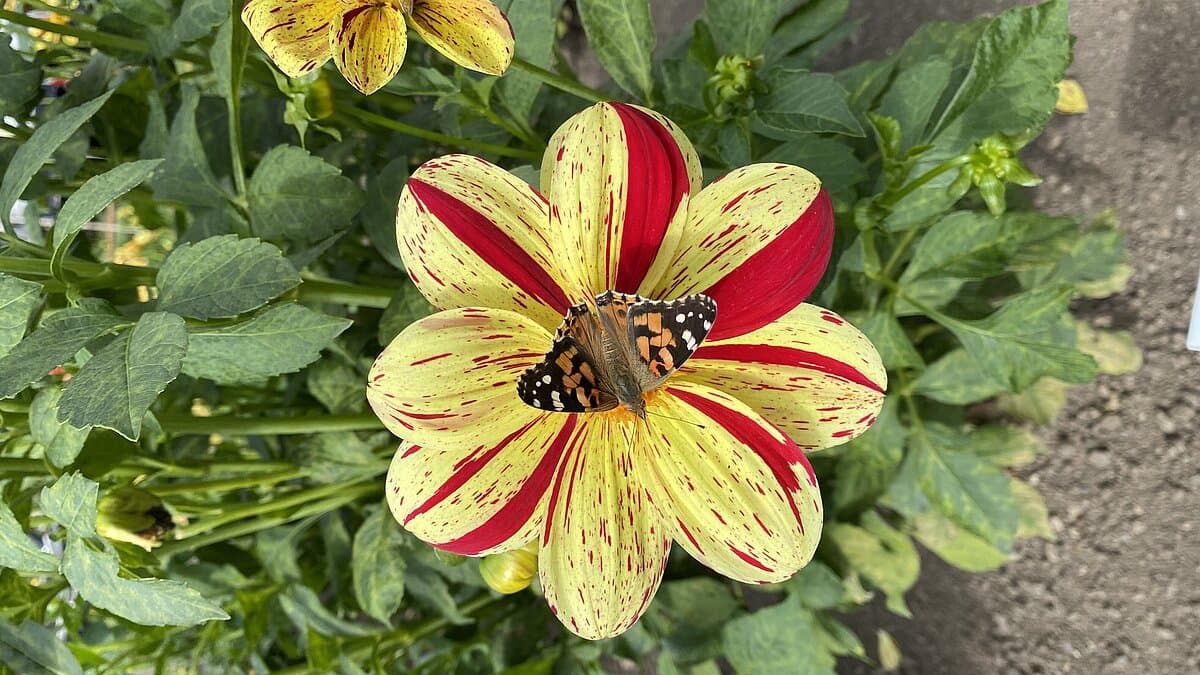 Dahlie mit Schmetterling. © Stadtverwaltung Gera