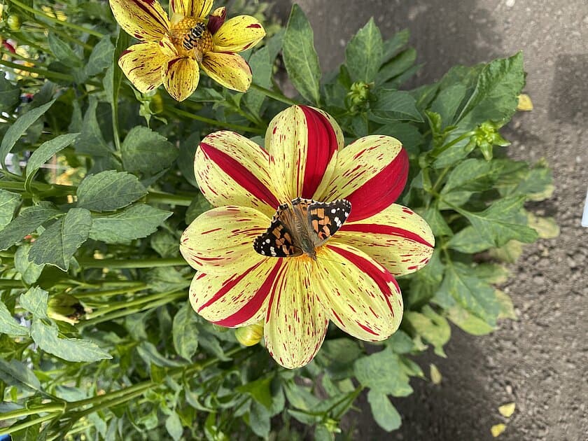 Dahlie mit Schmetterling. © Stadtverwaltung Gera