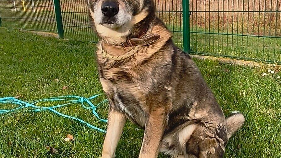 Einen Hund. © Stadt Gera