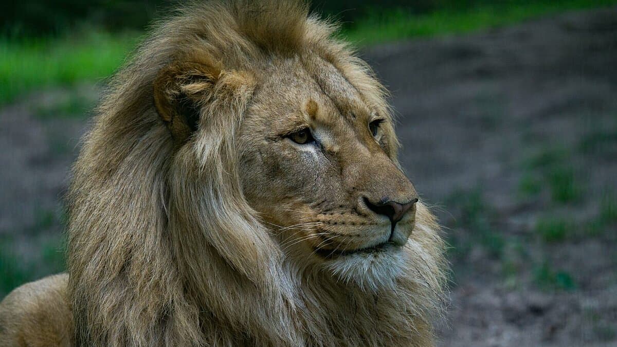 Löwe Bahati. © Stadtverwaltung Gera