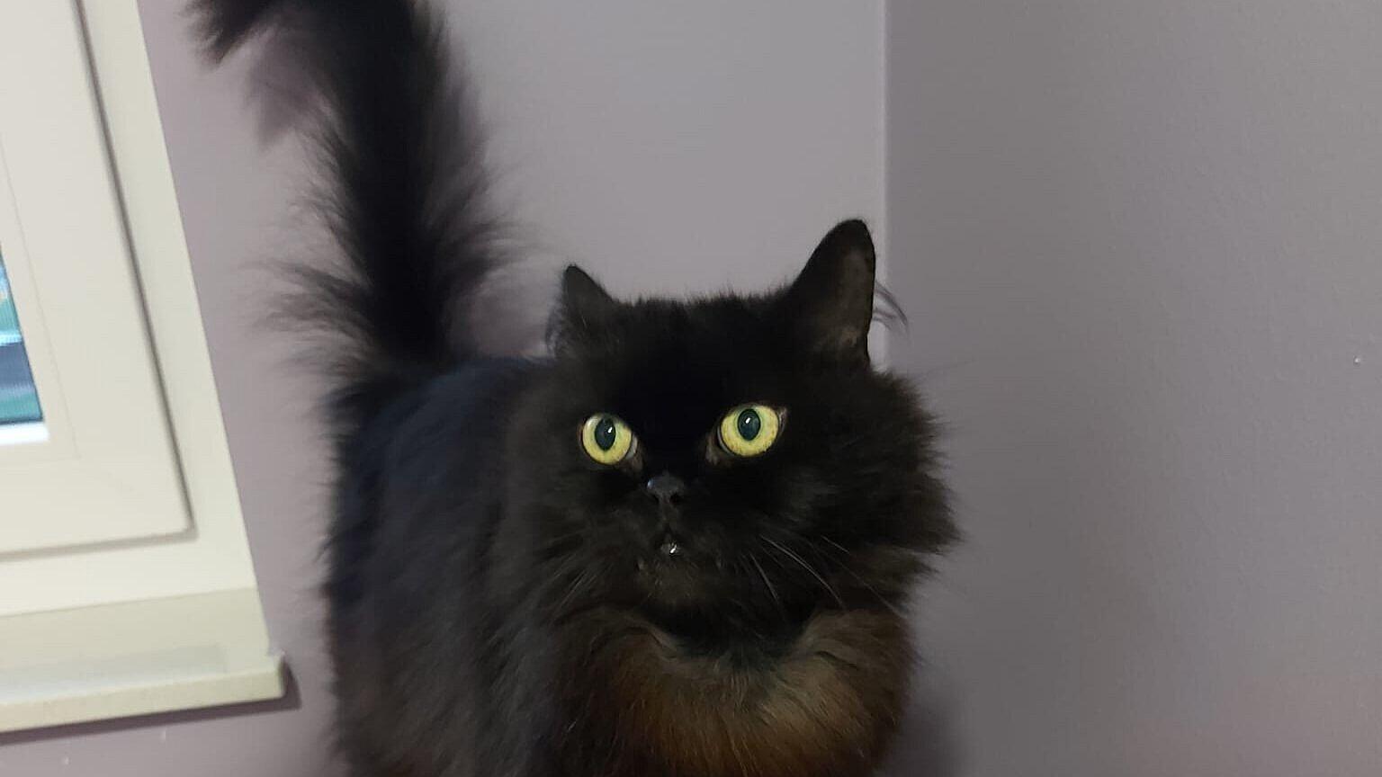 Schwarze Katze auf einem Kratzbaum. © Stadt Gera 