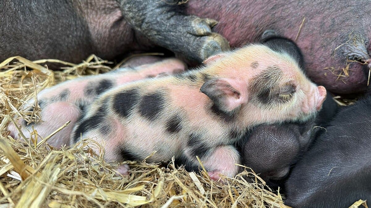 ein geflecktes Minischwein liegt bei seiner Mutter. © Stadtverwaltung Gera