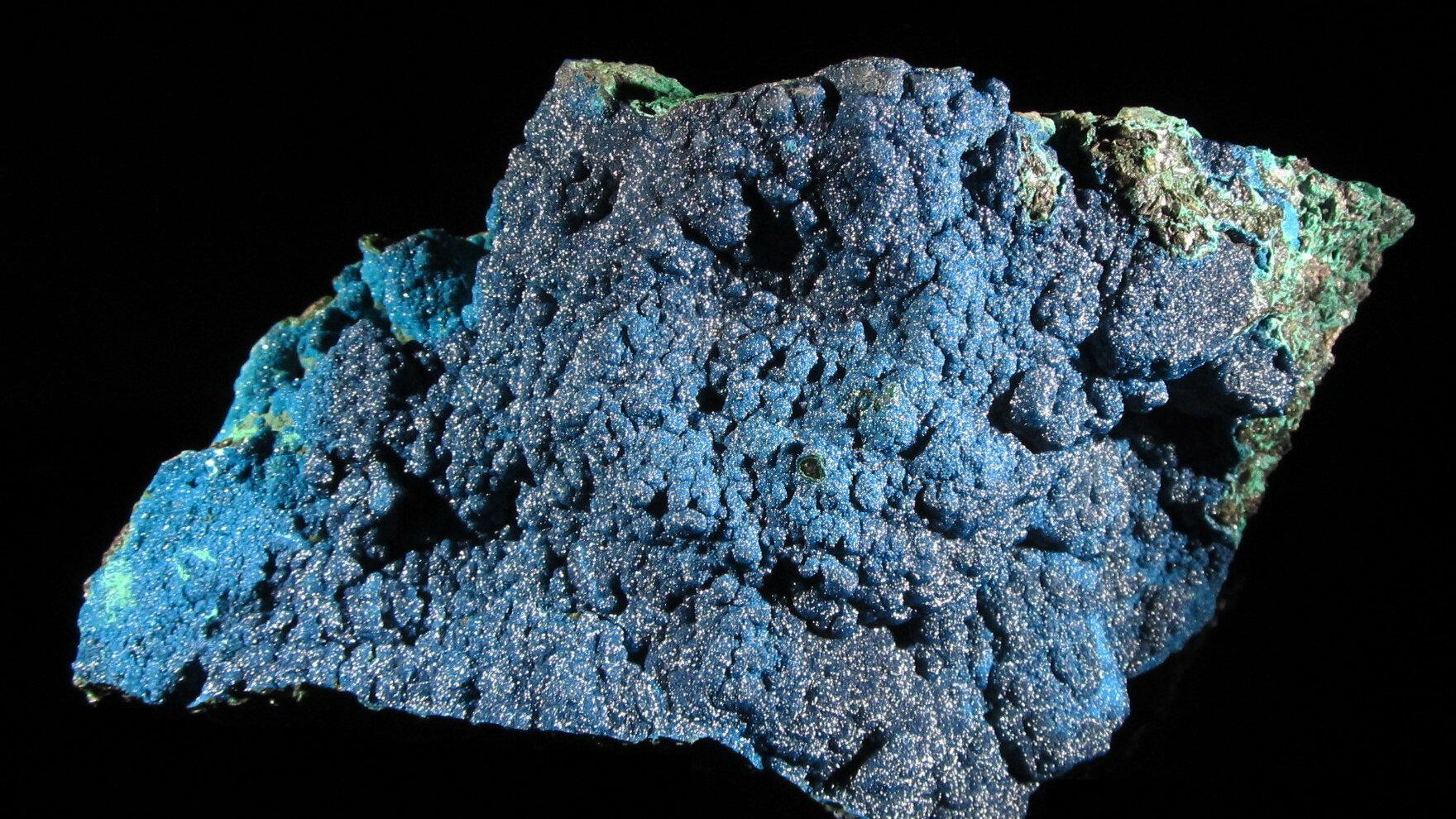 undefined. © Stadt Gera / Museum für Naturkunde (Fotograf: Frank Hrouda). © Stadt Gera / Museum für Naturkunde (Fotograf: Frank Hrouda)