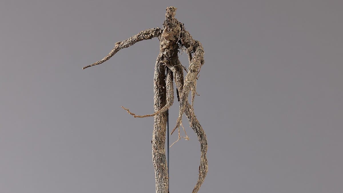 . © Stadt Gera / Museum für Naturkunde (Fotograf: Dr. Andreas Gerth)