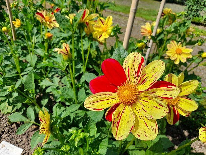 Eine gelb-rot-gesprenkelte Dahlie. © Stadt Gera