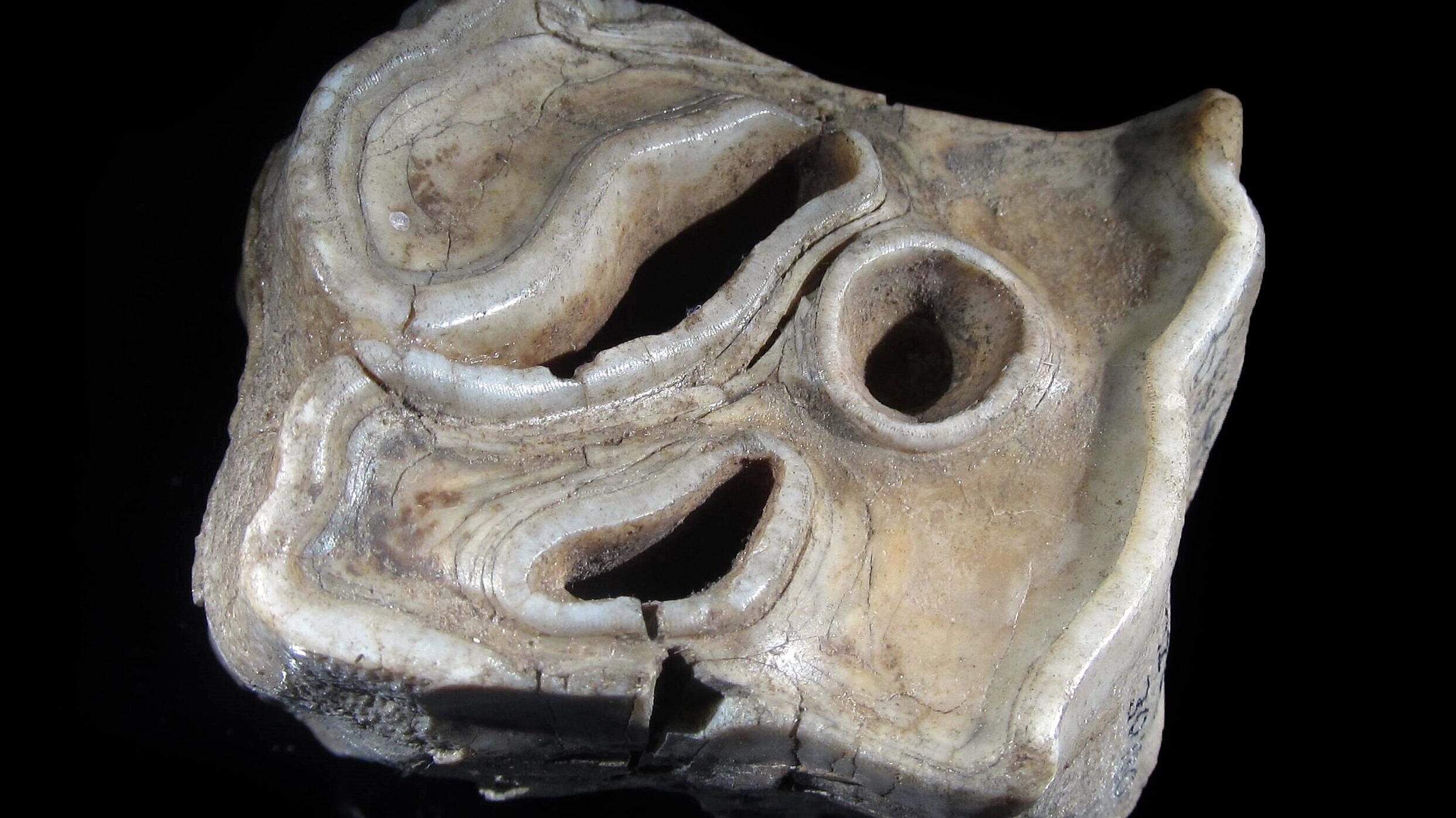 undefined. © Stadt Gera / Museum für Naturkunde (Fotograf: Frank Hrouda). © Stadt Gera / Museum für Naturkunde (Fotograf: Frank Hrouda)