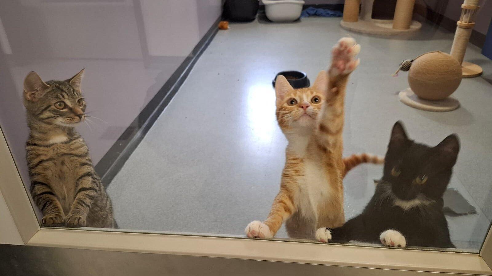 Katzen. © Stadt Gera