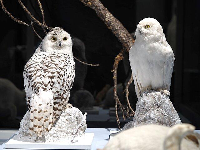 . © Stadt Gera / Museum für Naturkunde (Fotograf: Dr. Andreas Gerth)