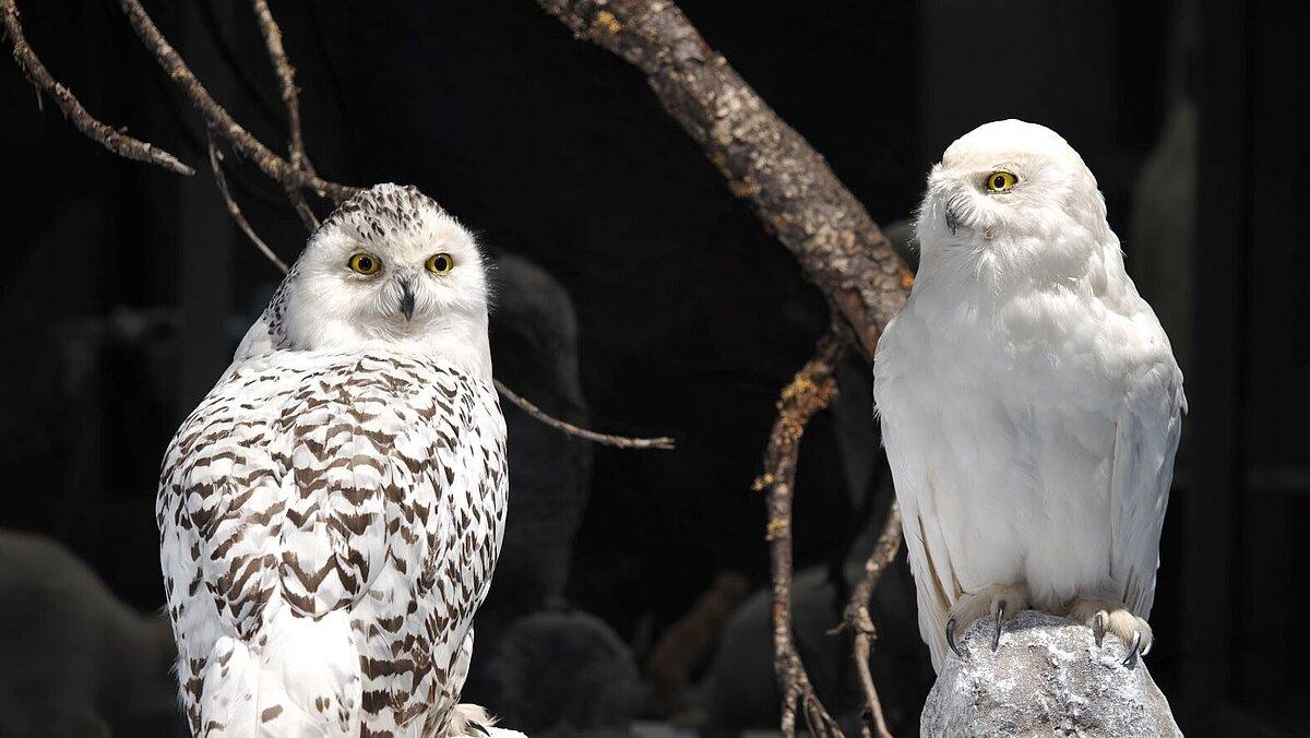 . © Stadt Gera / Museum für Naturkunde (Fotograf: Dr. Andreas Gerth)