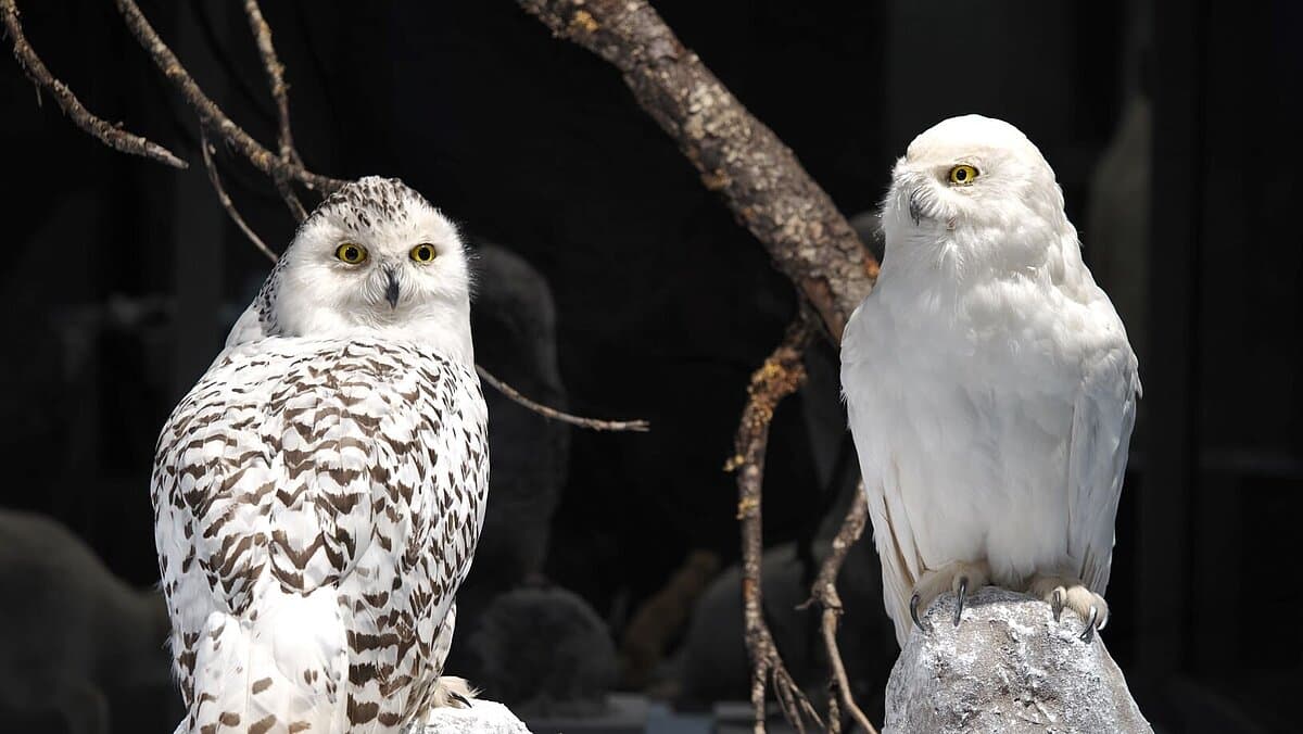 . © Stadt Gera / Museum für Naturkunde (Fotograf: Dr. Andreas Gerth)