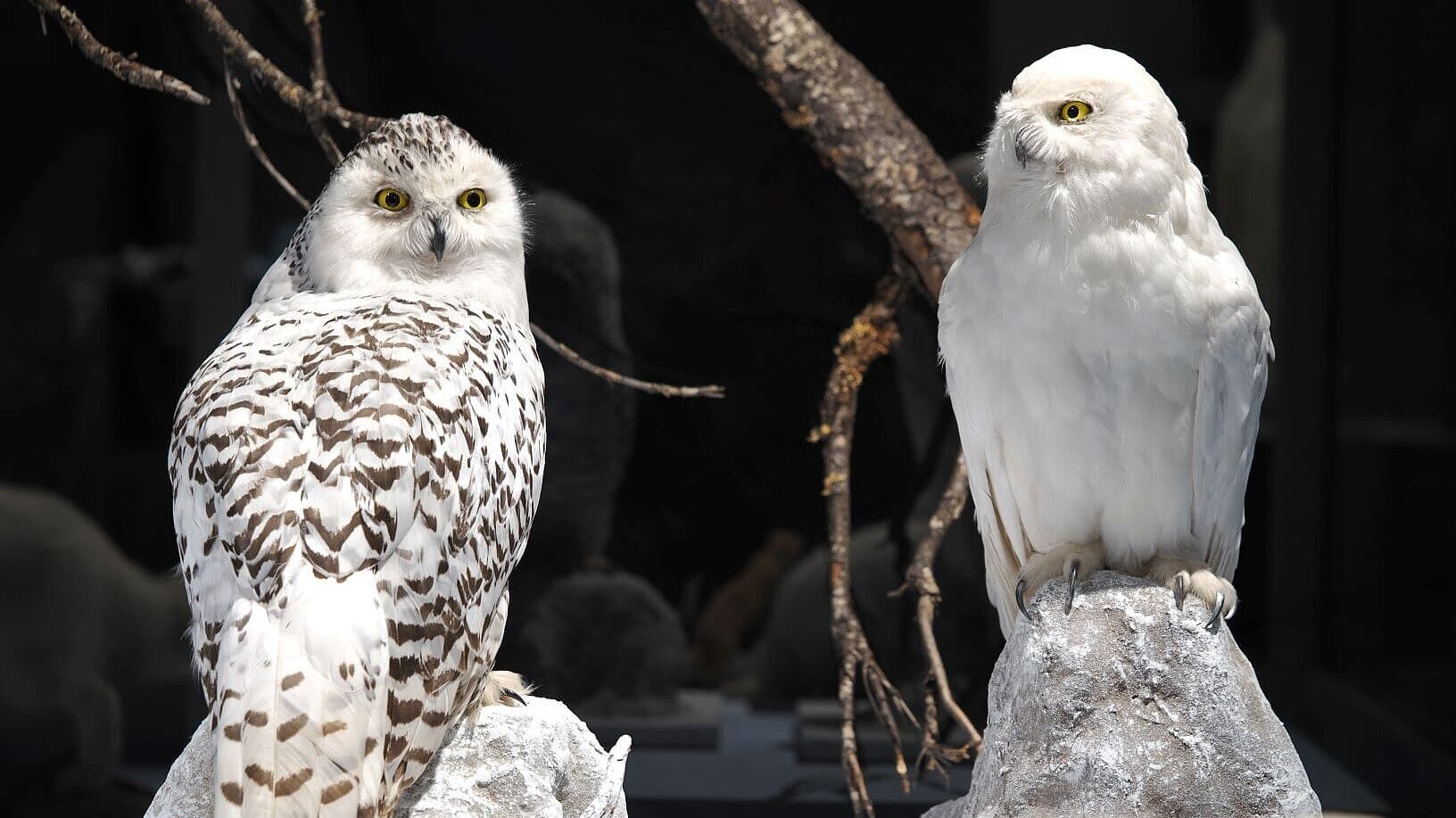 Die Schneeeule (Bubo scandiacus) jagt auch während der Polarnacht (Sammlung Museum für Naturkunde Gera). © Stadt Gera / Museum für Naturkunde (Fotograf: Dr. Andreas Gerth)