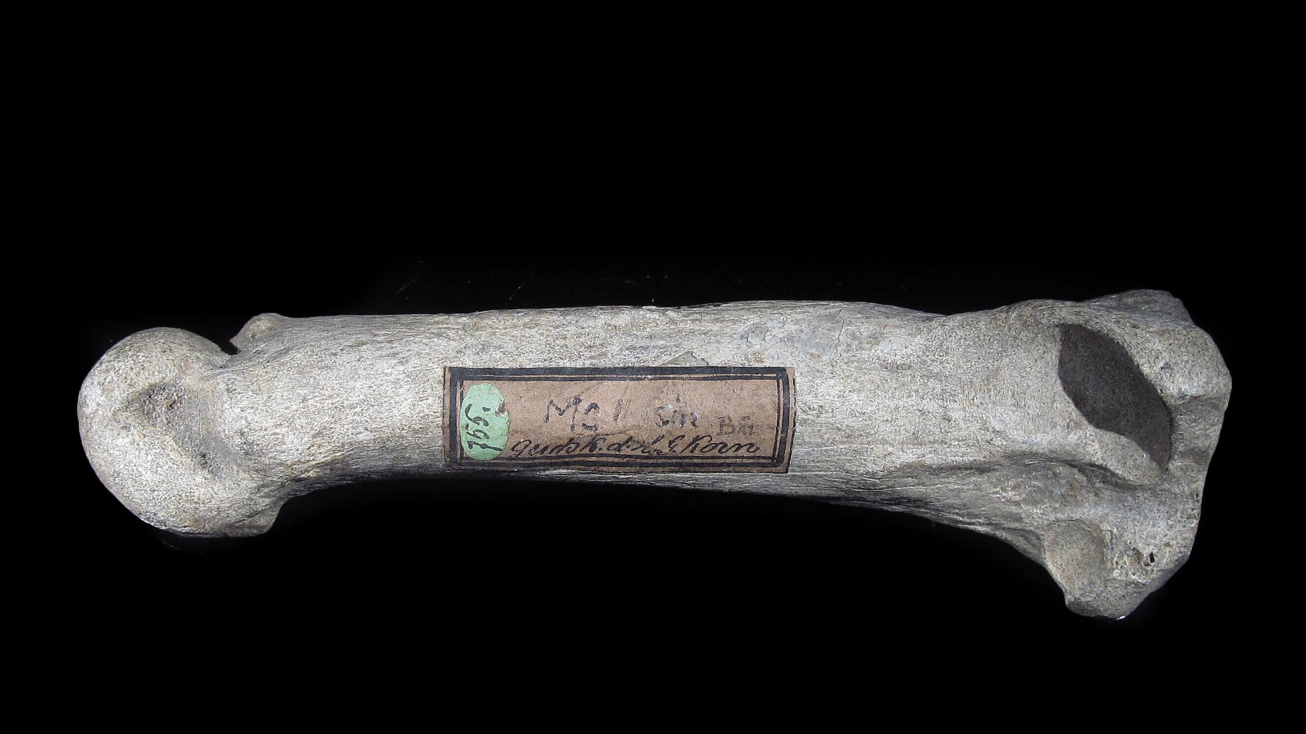 undefined. © Stadt Gera / Museum für Naturkunde (Fotograf: Frank Hrouda). © Stadt Gera / Museum für Naturkunde (Fotograf: Frank Hrouda)