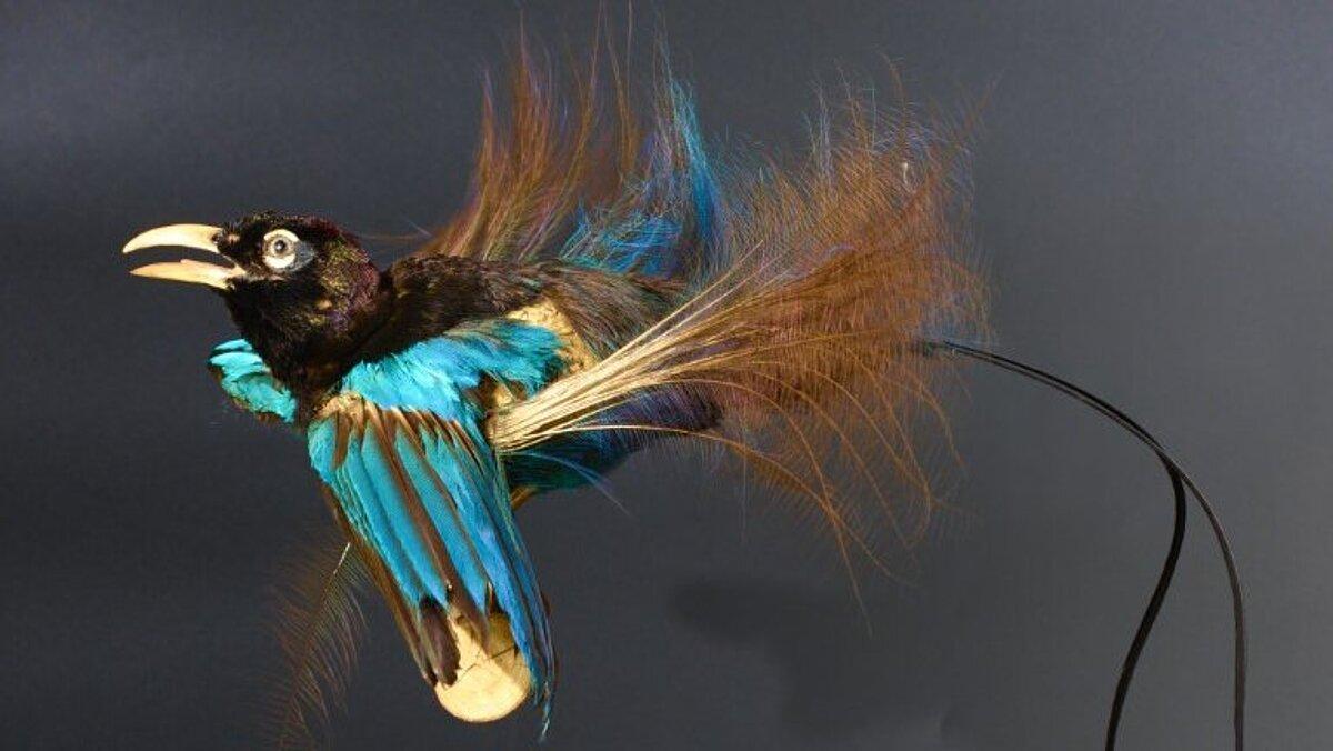 Blauer Paradiesvogel (Paradisornis rudolphi) und seine leuchtend blaue Schwanzunterseite. © Stadt Gera