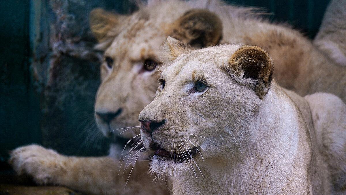 Weiße Löwen im Tierpark Gera. © Stadt Gera
