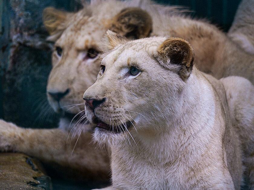 Weiße Löwen im Tierpark Gera
