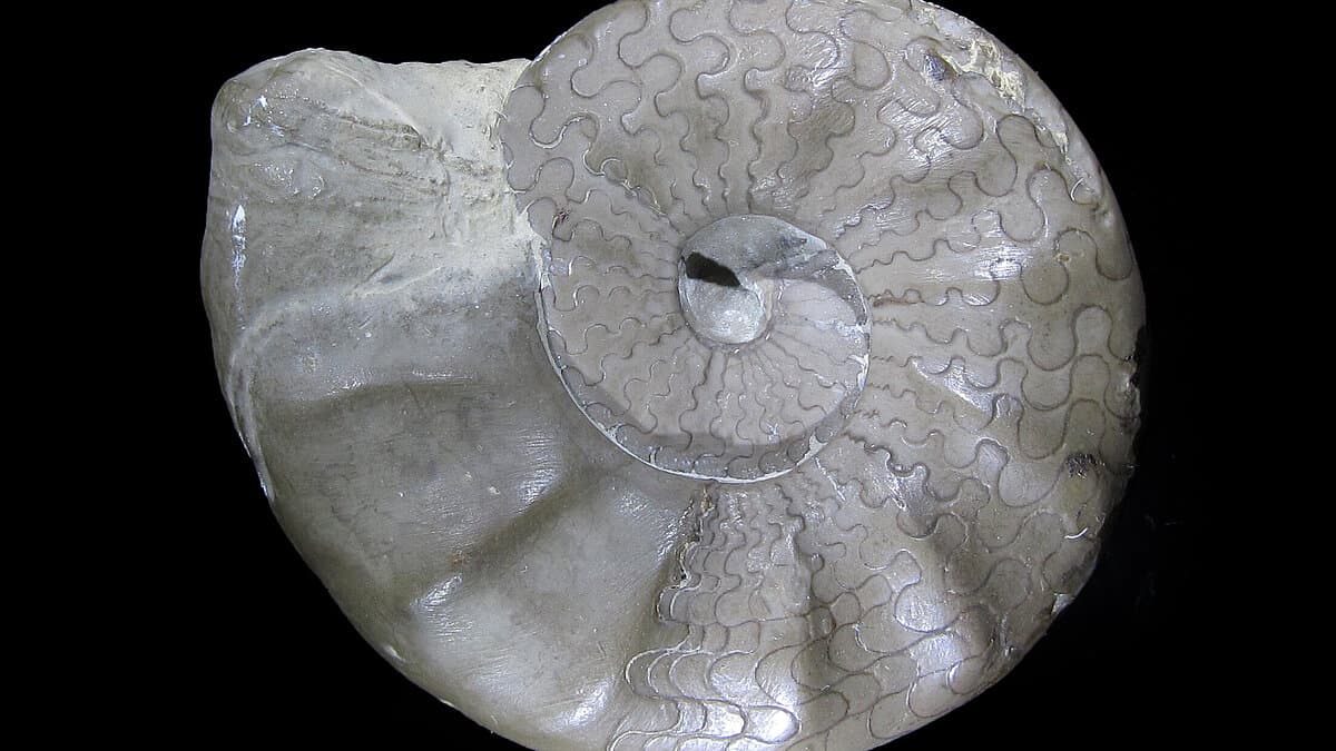 Fossil: Kopffüßer Ceratites compresses, Fundort: Weimar Stadtteil Tiefurt, Thüringen, 8,2 x 6,7 cm, Trias, oberer Muschelkalk, Spende 2026 von Dr. Wieland Zahn. © Stadt Gera / Museum für Naturkunde (Fotograf: Frank Hrouda)