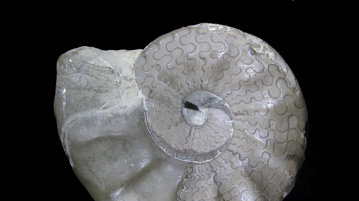 . © Stadt Gera / Museum für Naturkunde (Fotograf: Frank Hrouda)