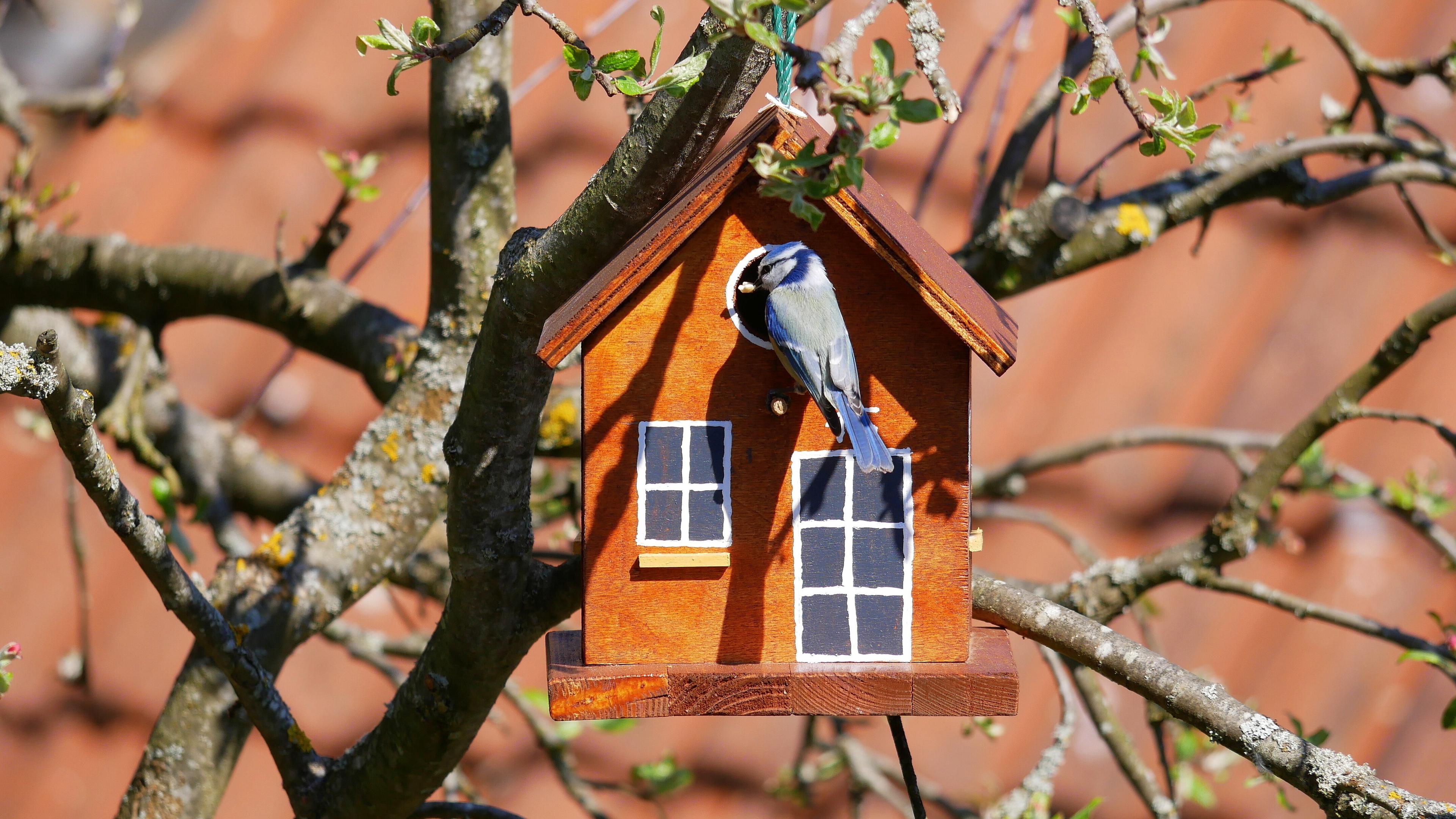 Vogelhaus mit Vogel. © stock.adobe.com