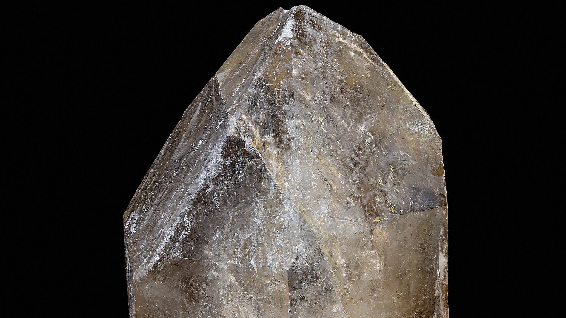 undefined. © Stadt Gera / Museum für Naturkunde (Fotograf: Robert Kennedy). © Stadt Gera / Museum für Naturkunde (Fotograf: Robert Kennedy)