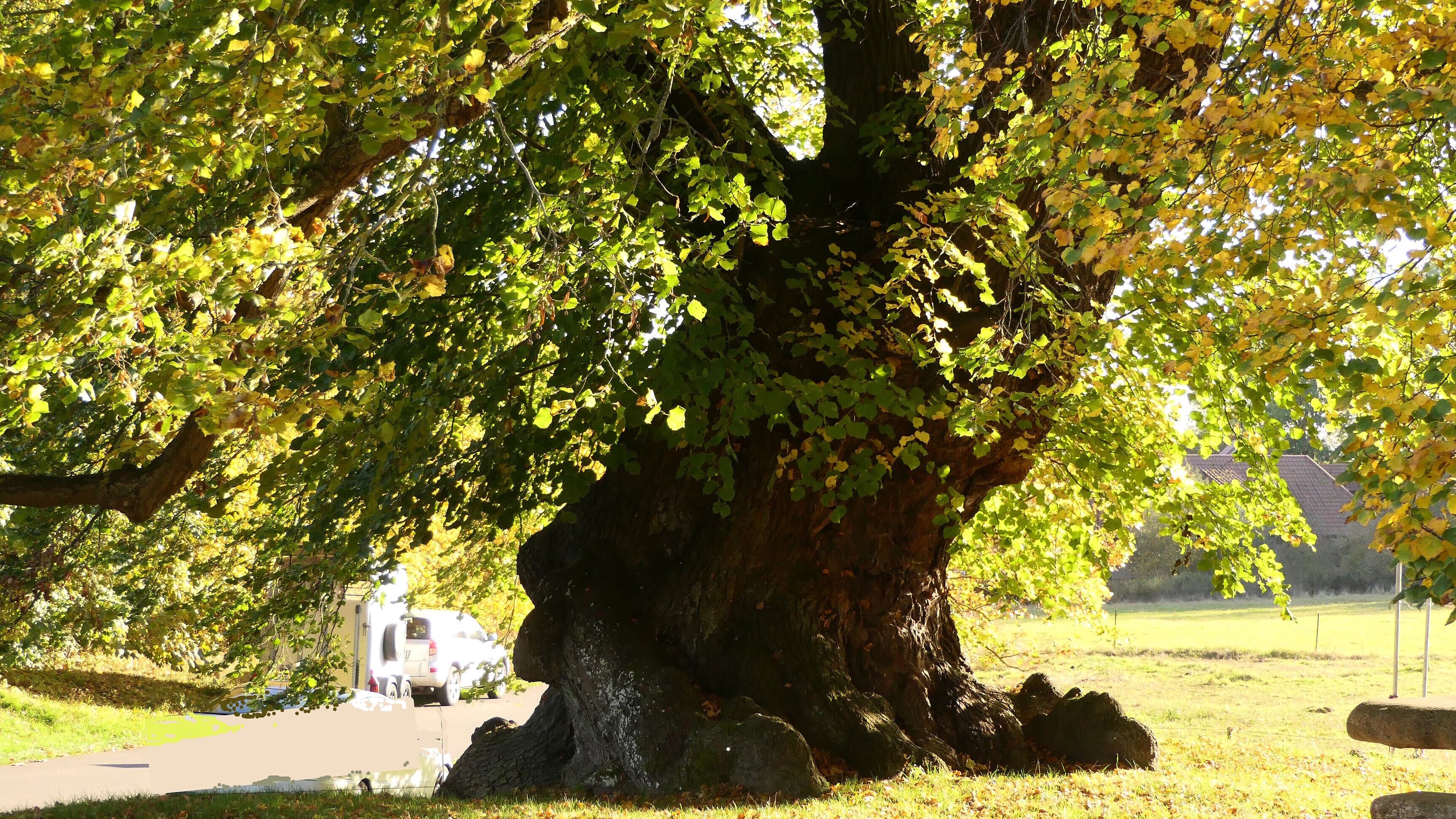 Besondere Bäume um Gera und weltweit - Bildvortrag. © Klaus Schultheiß