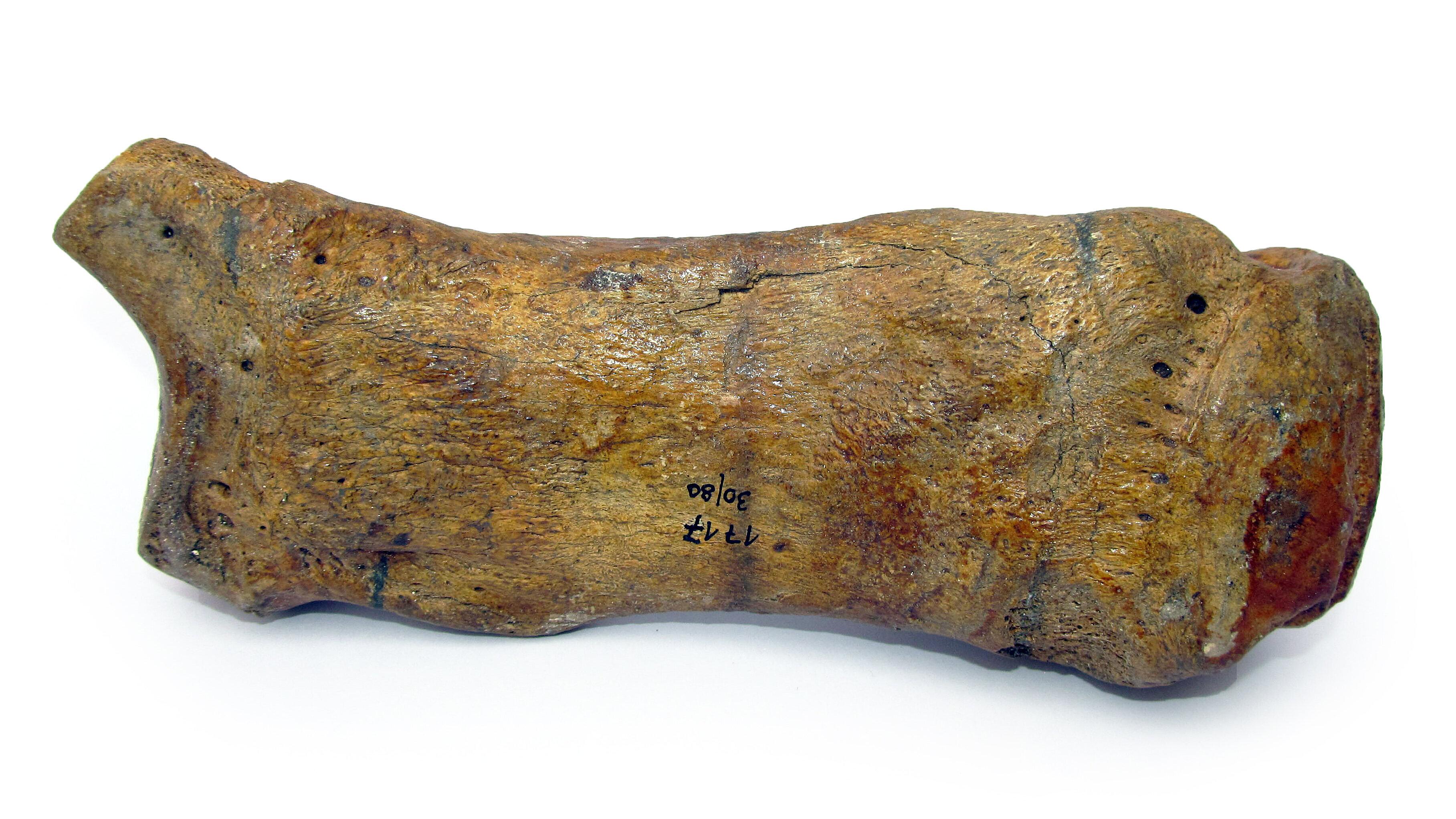 undefined. © Stadt Gera / Museum für Naturkunde (Fotograf: Frank Hrouda). © Stadt Gera / Museum für Naturkunde (Fotograf: Frank Hrouda)