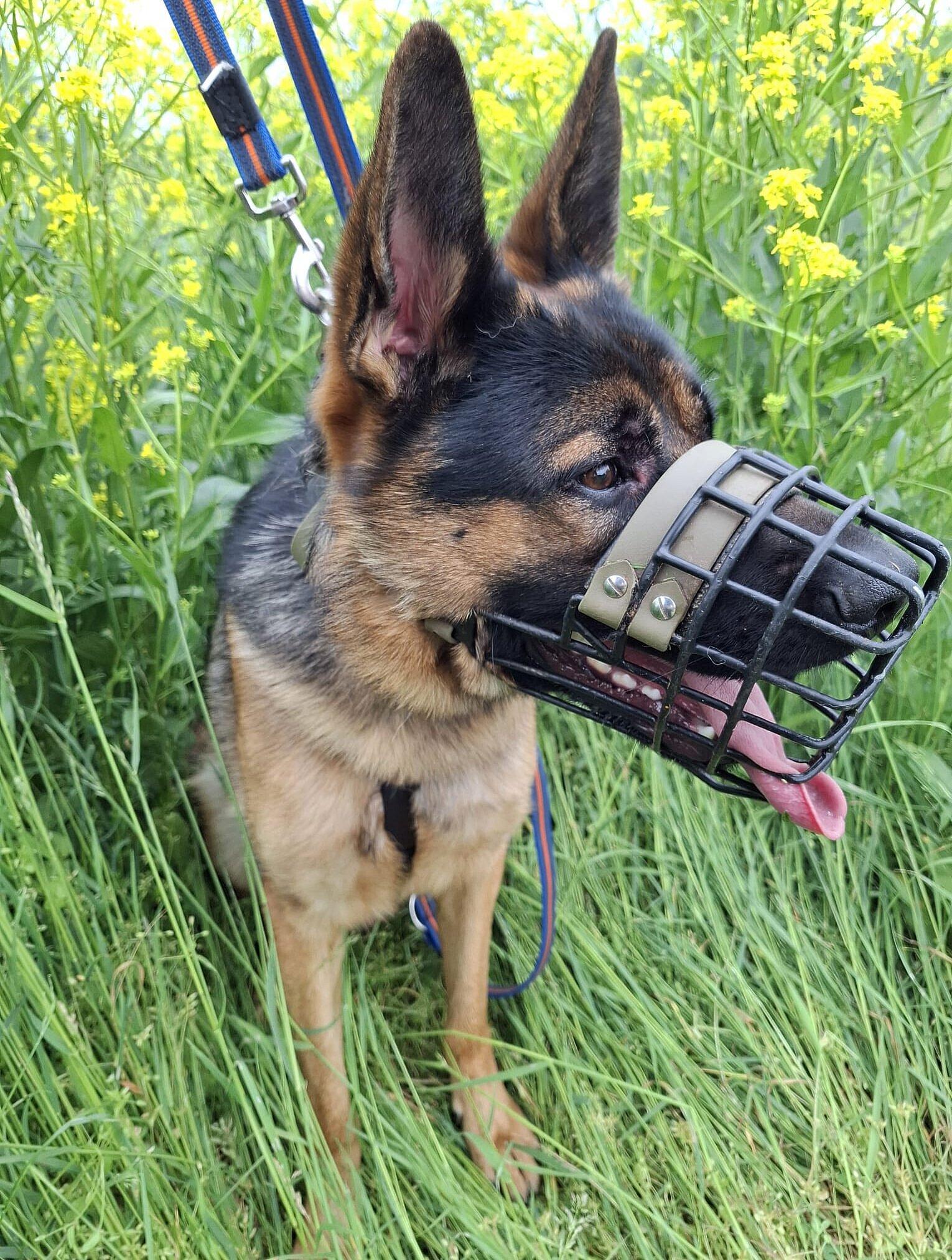Hund. © Stadt Gera