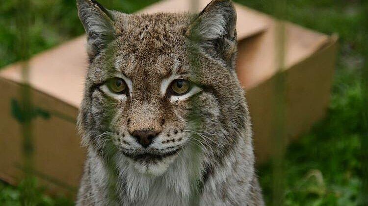 undefined. © Förderverein des Tierparks Gera e.V.. © Förderverein des Tierparks Gera e.V.