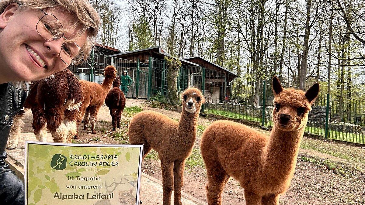 Die Tierpatin im Vordergrund und viele Alpakas im Hintergrund..