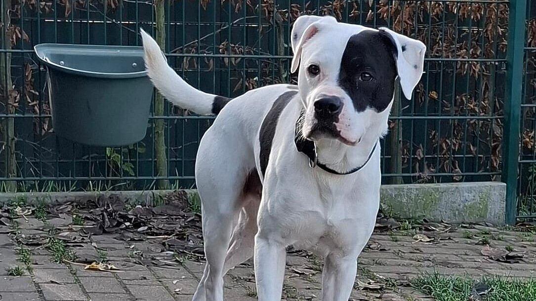 Einen Hund. © Stadt Gera