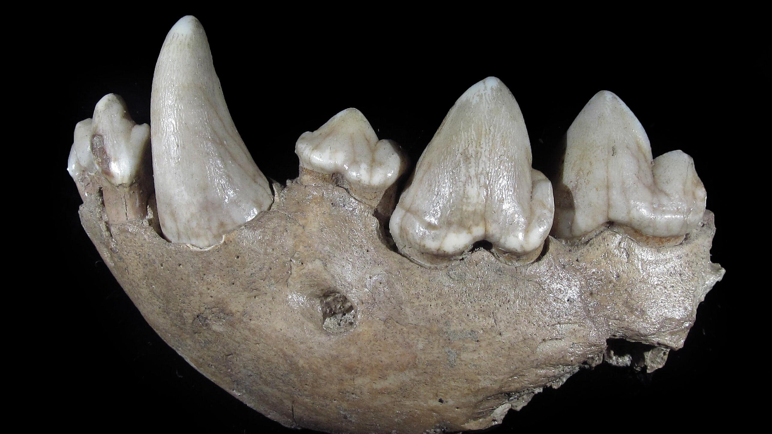 undefined. © Stadt Gera / Museum für Naturkunde (Fotograf: Frank Hrouda). © Stadt Gera / Museum für Naturkunde (Fotograf: Frank Hrouda)