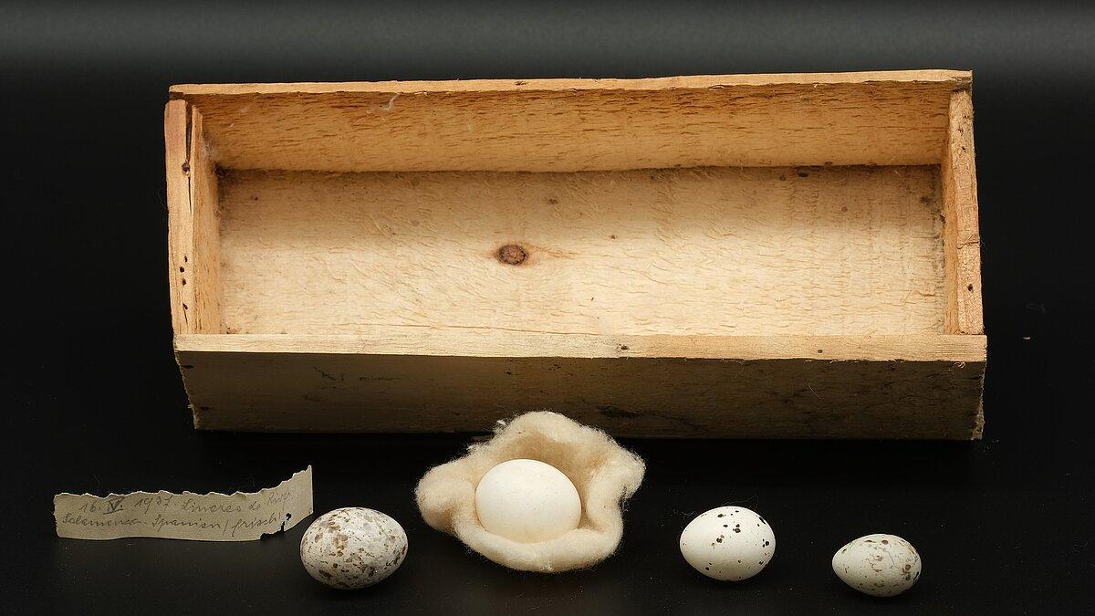 . © Stadt Gera / Museum für Naturkunde (Fotograf: René Köhler)