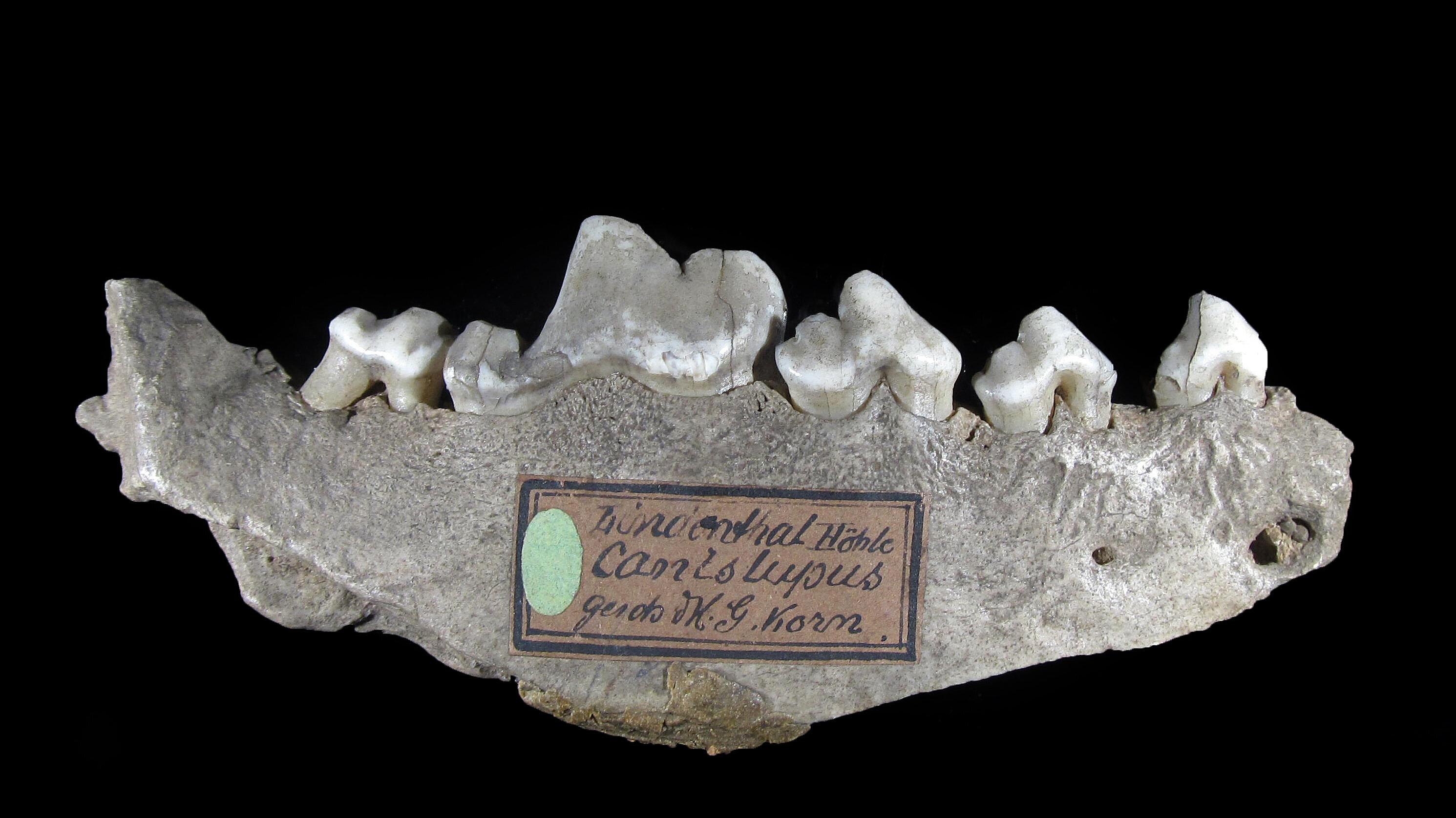 undefined. © Stadt Gera / Museum für Naturkunde (Fotograf: Frank Hrouda). © Stadt Gera / Museum für Naturkunde (Fotograf: Frank Hrouda)