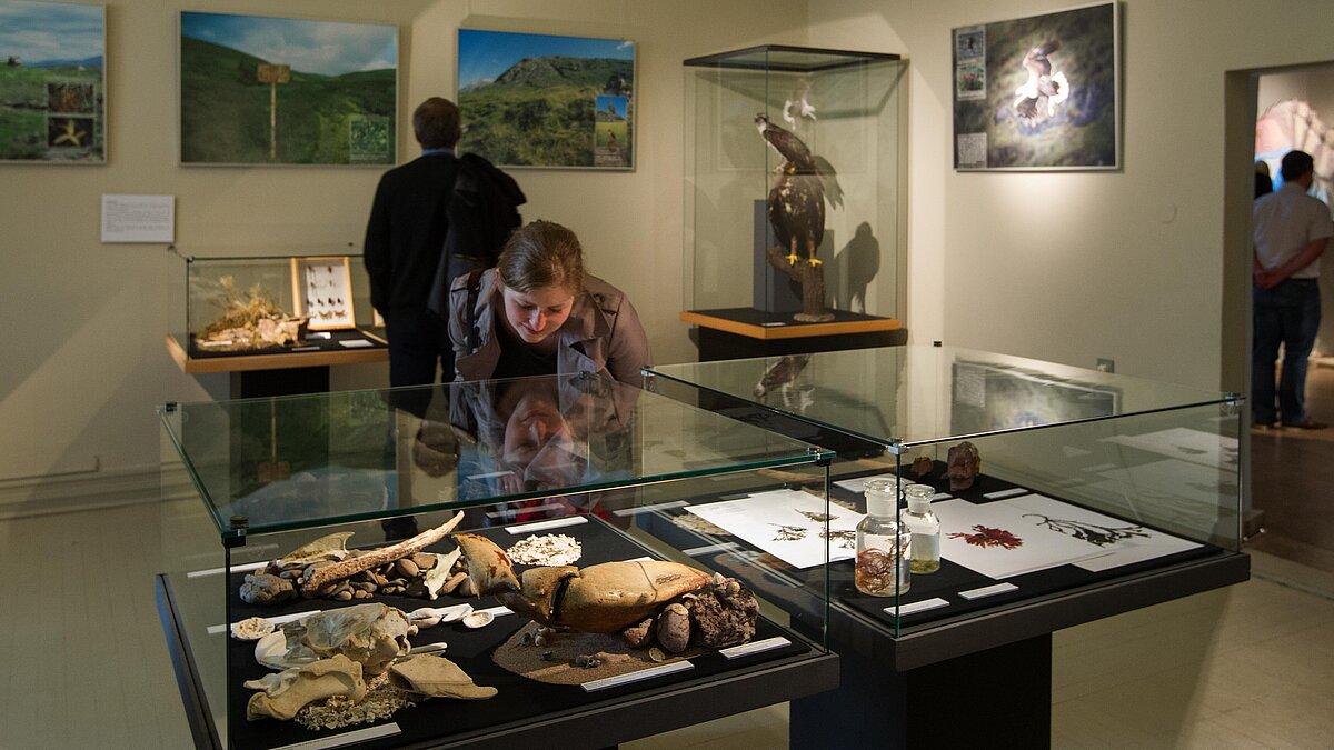 Eine Besucherin betrachtet eine große Hummerschere in der Sonderausstellung "Schottland - Land der Saurier, Kilts und Lochs" . © ARTwork-stewe