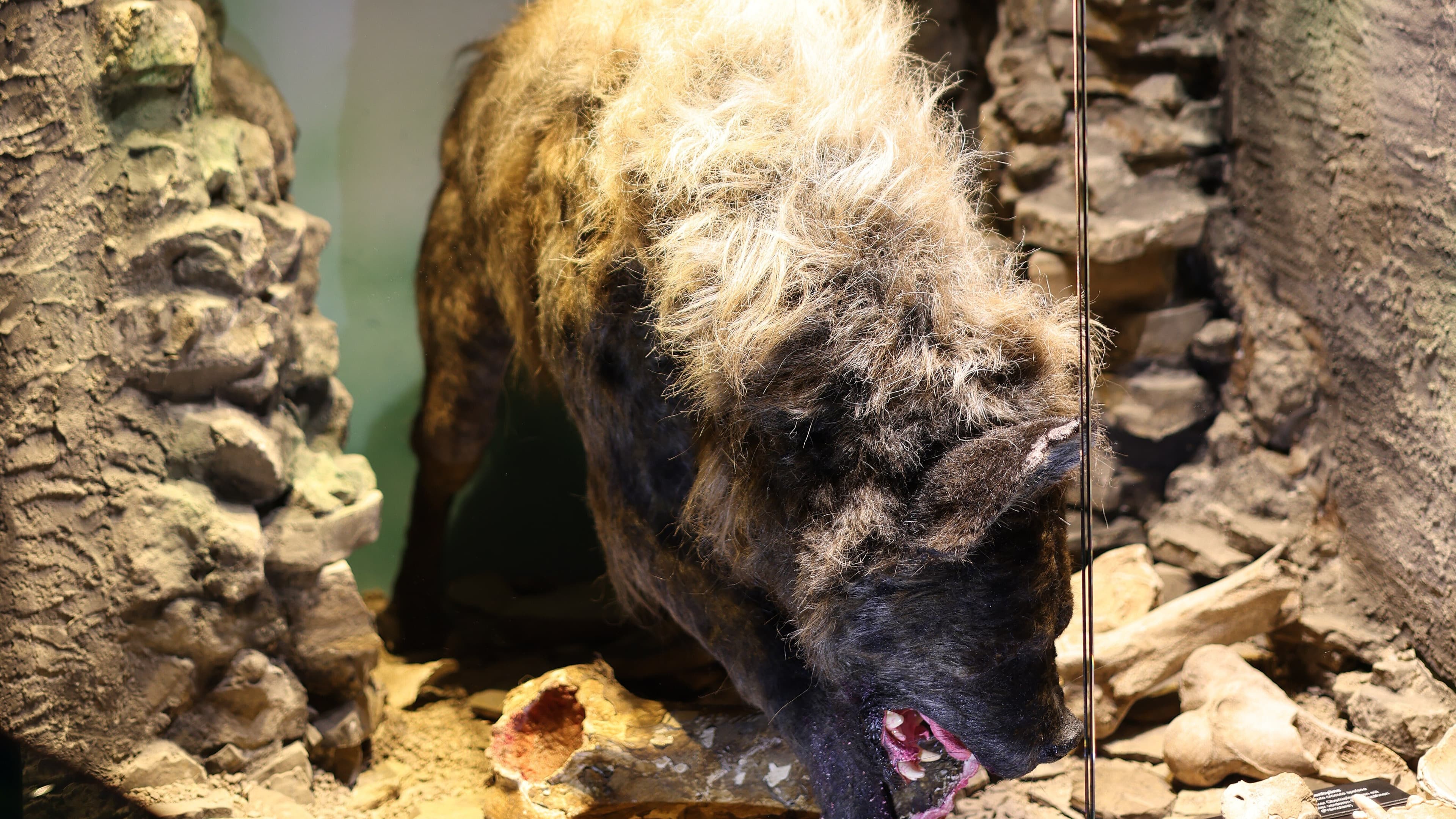 Spektakuläre Ledendrekonstruktion einer Höhlenhyäne im Museum für Naturkunde Gera. © Stadt Gera / Museum für Naturkunde (Fotograf: Dr. Andreas Gerth)